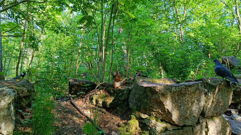 Forest Gathering